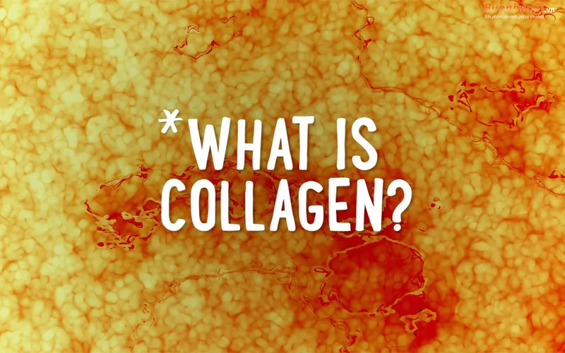 collagen là gì