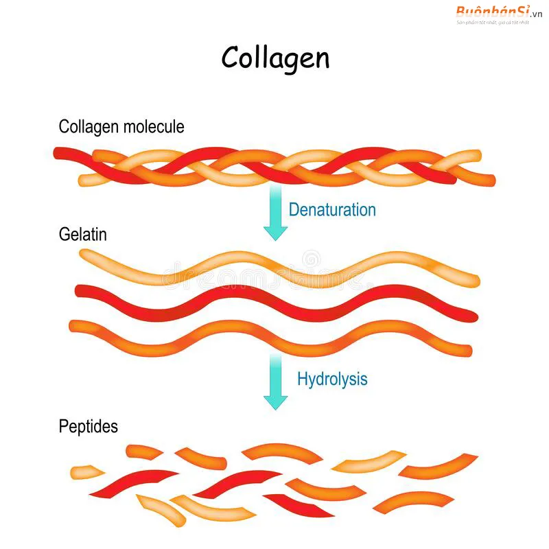 collagen là gì