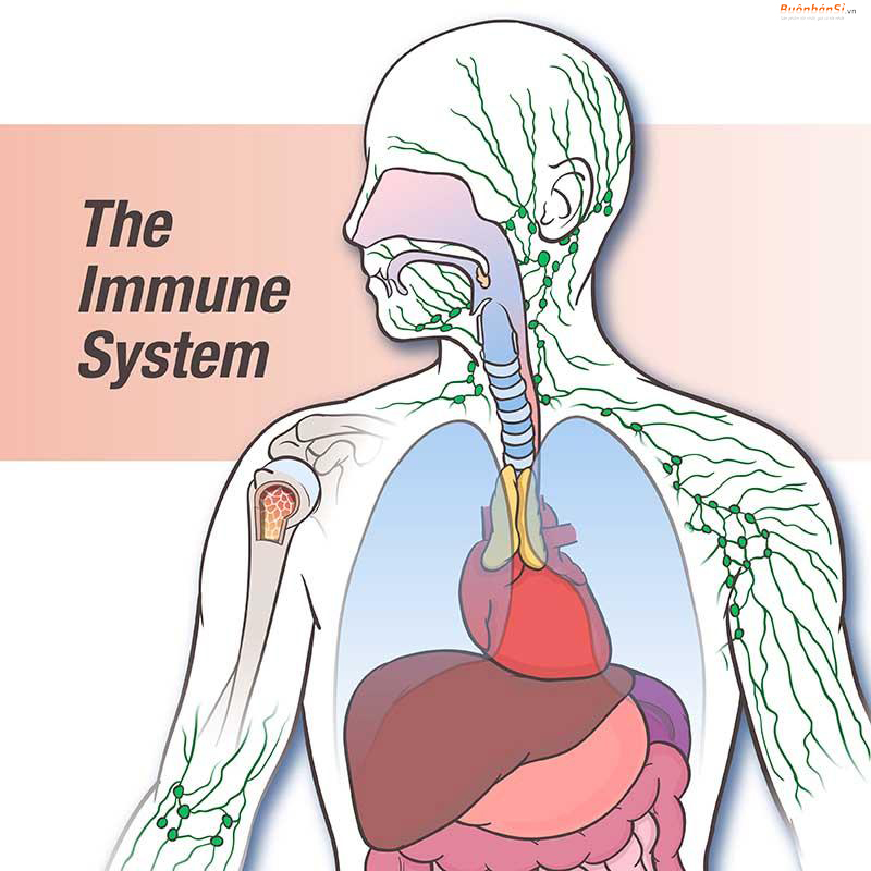 hệ miễn dịch có vai trò gì