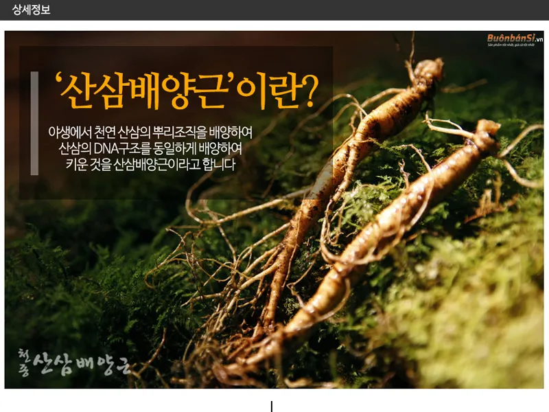 Tinh Chất Sâm Núi 30 Ống Cheon Jong Tissue Cultured Korean Mountain Ginseng chứa gì