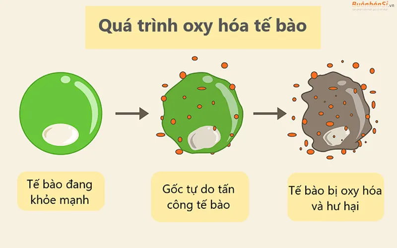 vitamin e giúp chống oxy hóa